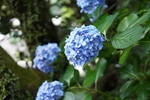 ゴッツとお花の物語。