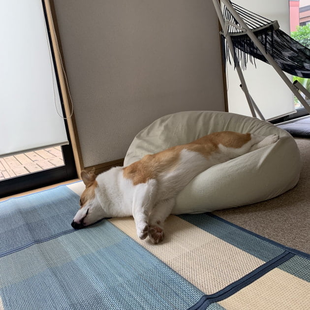 フランスのあのブランドから新型が登場です！