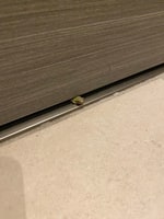 カエルは緑、サロモンも緑なお話