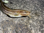 釣りが好きです