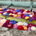 BEAMS GOLF ORANGE LABEL おすすめパンツ2選