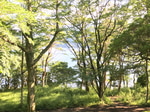 夏休みの思い出とレコード。