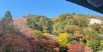 【冬風に負けない心強い相棒】