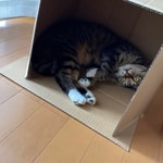 えびろぐ vol.12【 猫のいる暮らし 】