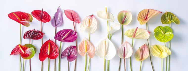 福島県 Beamsタイアッププロジェクト ふくしまものまっぷ 第34弾は 川俣町の特産品である生花 かわまたアンスリウム に注目 Beams