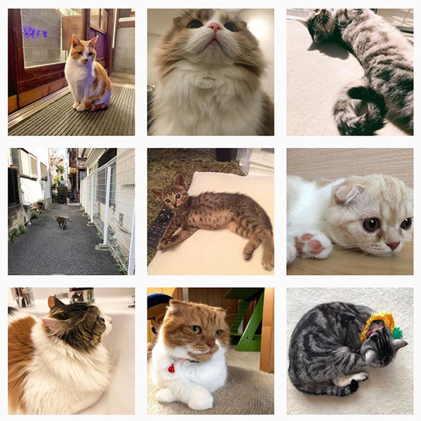 猫の日』にしょこたんとお買い物を！中川翔子が「マミタス 中野