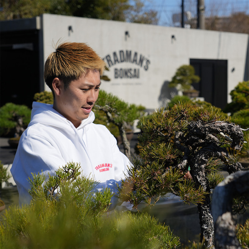 A pop-up shop with a wide selection of TRADMAN'S BONSAI