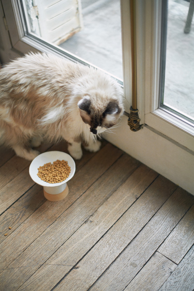 MADOKA RINDAL CERAMICS〉と初コラボレーション！ 数量限定で“CAT BOWL