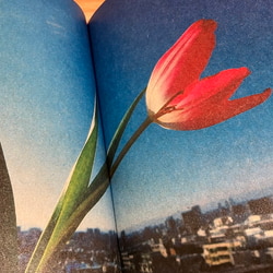 photolog_image