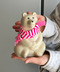 thumbail8