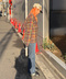 thumbail4