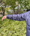 thumbail7